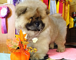 Собаки в Владимире: Мальчик чау чау Мальчик, 45 000 руб. - фото 4