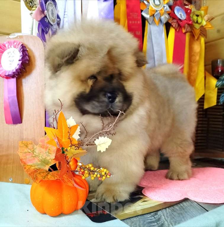 Собаки в Владимире: Мальчик чау чау Мальчик, 45 000 руб. - фото 4