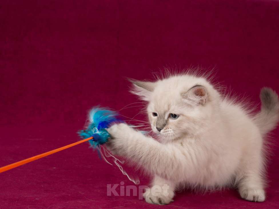 Кошки в Белокурихе: Сибирский котик с голубыми глазами Мальчик, 60 000 руб. - фото 9