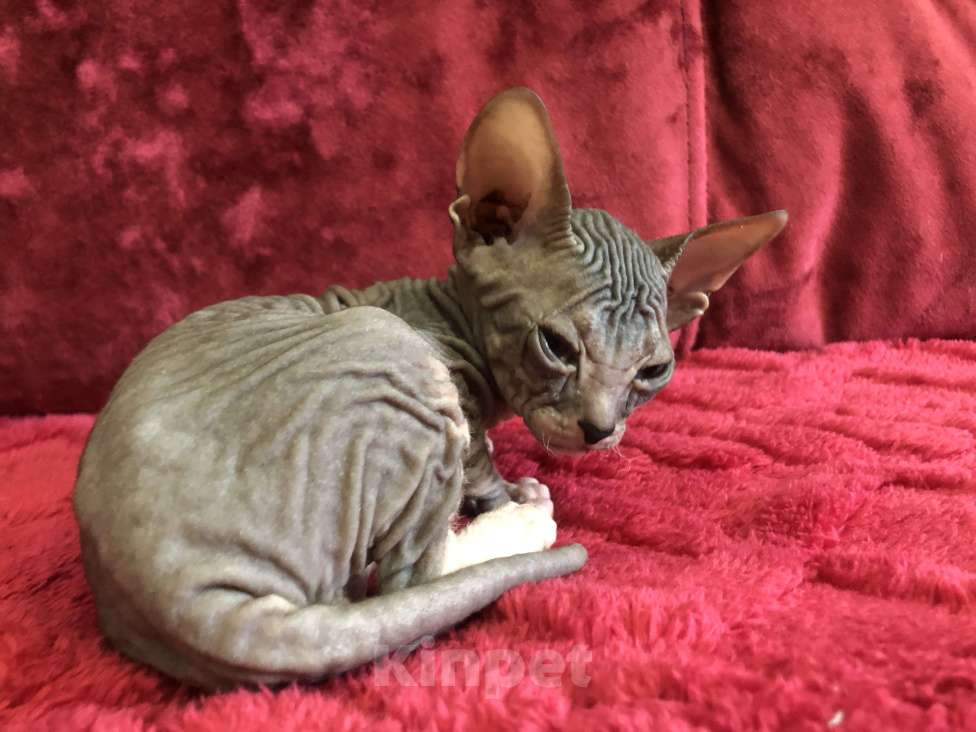 Кошки в Челябинске: Донской сфинкс котенок полтора месяца  Мальчик, 12 000 руб. - фото 2