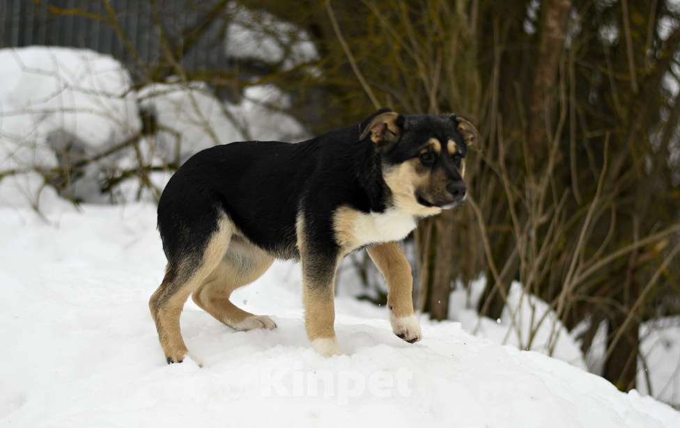 Собаки в других городах Московской области: щенок Ника ищет семью Девочка, Бесплатно - фото 9