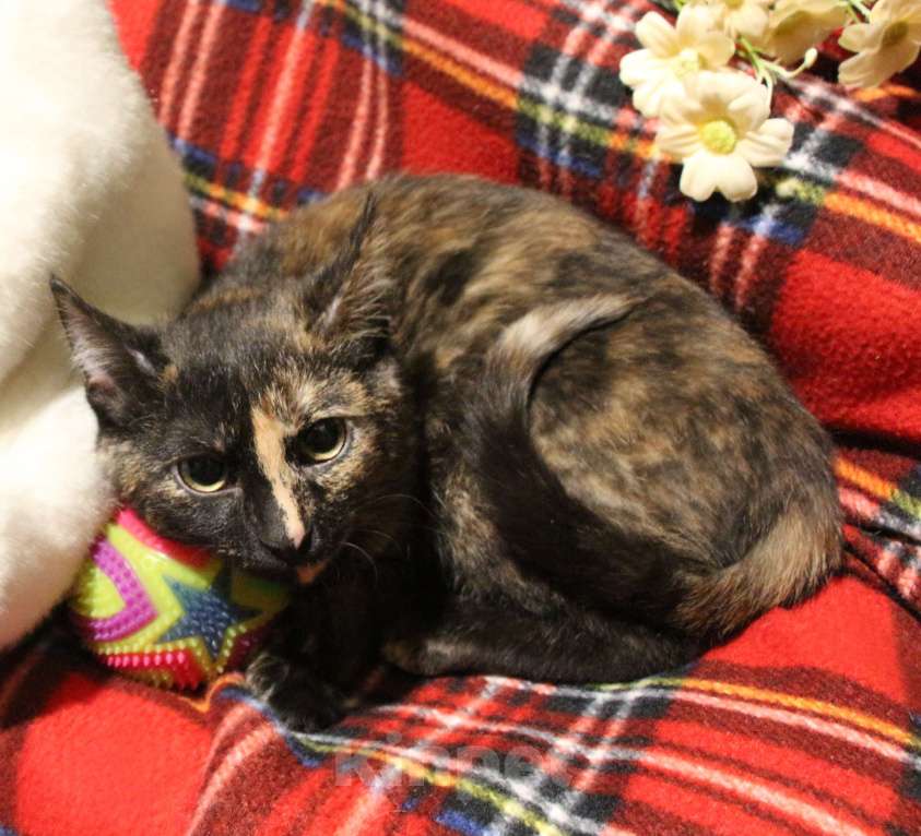 Кошки в Москве: Мне нужен дом Девочка, Бесплатно - фото 2