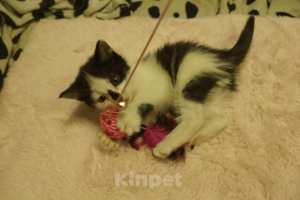 Кошки в Воронеже: Котенок Орео, пятнистый Девочка, Бесплатно - фото 1