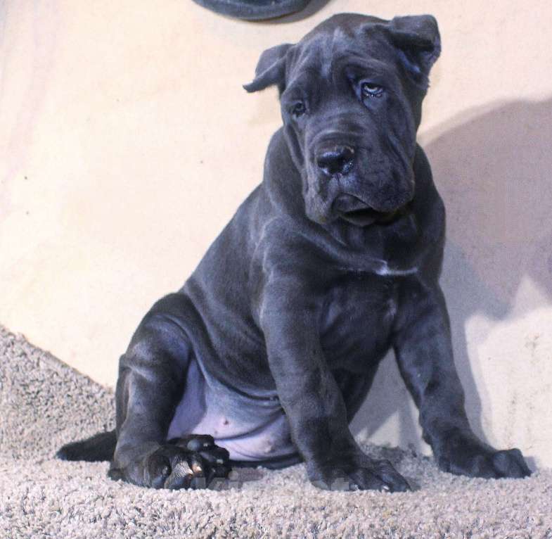 Собаки в других городах Ярославской области: Подрастают малыши Мальчик, 80 000 руб. - фото 4