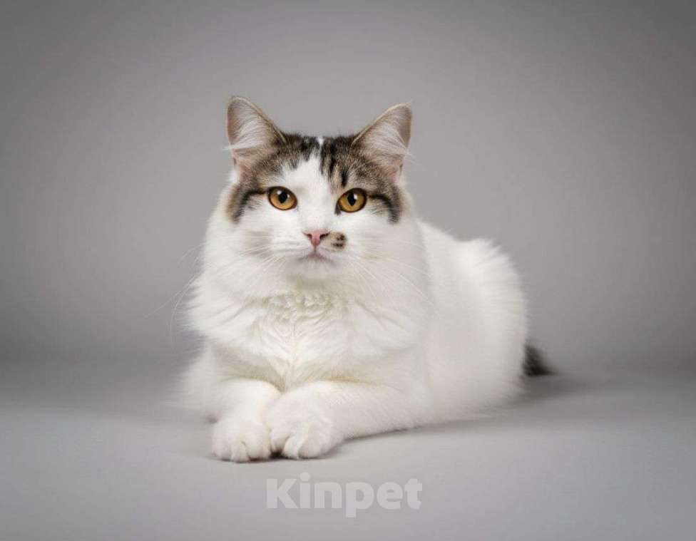 Кошки в Москве: Особенная кошечка Кася мечтает стать домашней! Девочка, Бесплатно - фото 3