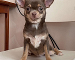 Собаки в Москве: Продаётся чихуахуа лилово-подпалого окраса девочка Девочка, 45 000 руб. - фото 1