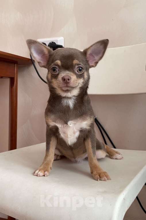 Собаки в Москве: Продаётся чихуахуа лилово-подпалого окраса девочка Девочка, 45 000 руб. - фото 1