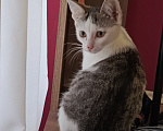 Кошки в Калуге: Котенок в добрые руки Девочка, Бесплатно - фото 2