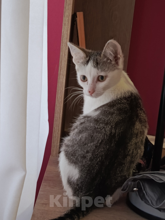 Кошки в Калуге: Котенок в добрые руки Девочка, Бесплатно - фото 2