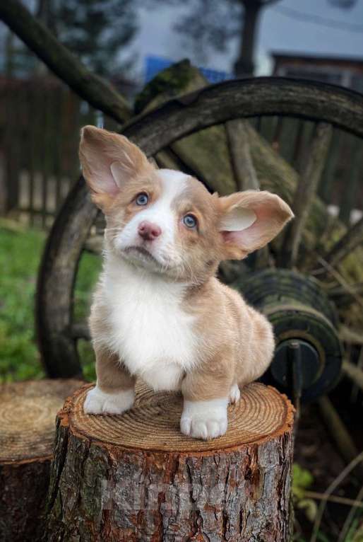 Собаки в других городах Московской области: Малышка лоли корги кардиган Девочка, 60 000 руб. - фото 1