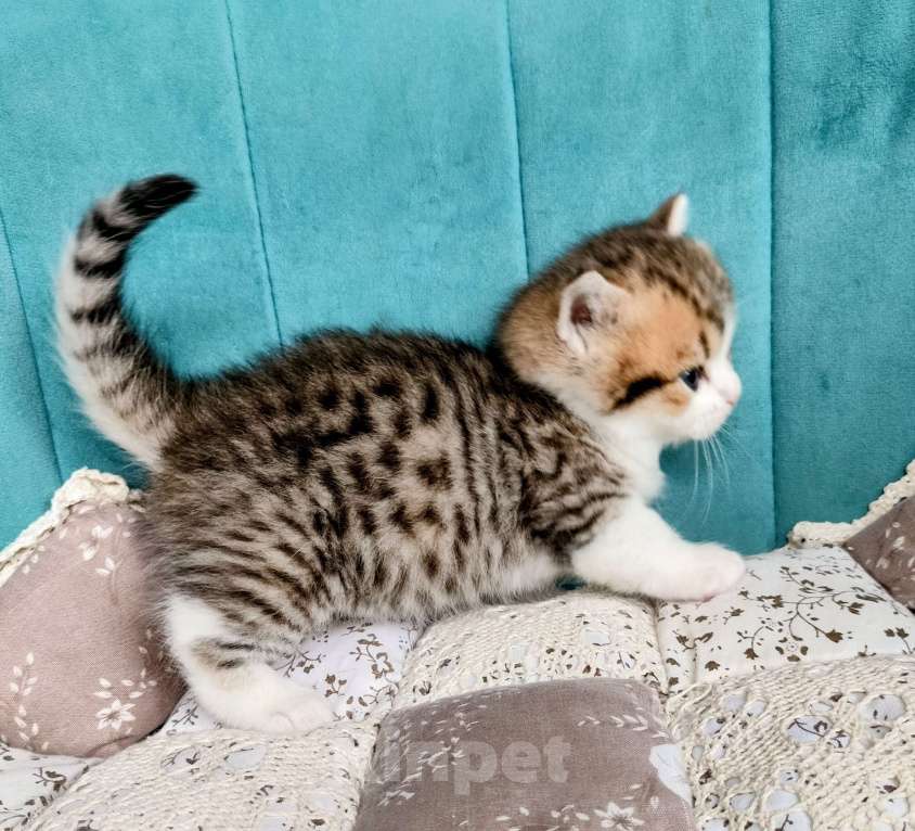 Кошки в Воронеже: Манчкин мальчик Мальчик, 50 000 руб. - фото 1