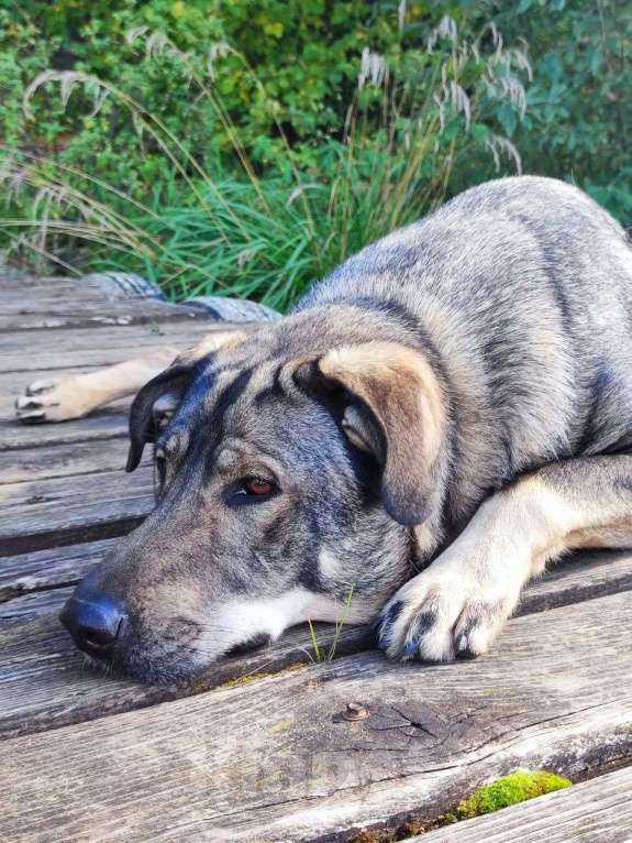 Собаки в Москве: Мартину не повезло, он родился сереньким, а серых никогда не видят. А теперь он еще и взрослый... Мальчик, Бесплатно - фото 1