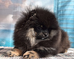 Собаки в Волгодонске: Померанский шпиц РКФ Девочка, 50 000 руб. - фото 4