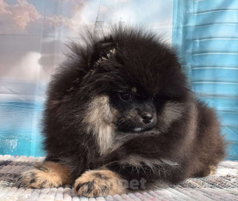 Собаки в Волгодонске: Померанский шпиц РКФ Девочка, 50 000 руб. - фото 4