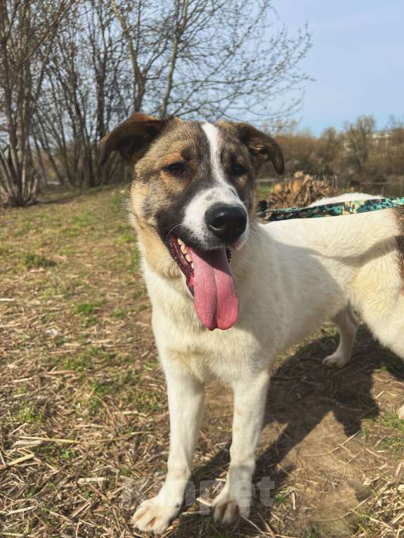 Собаки в Москве: Добряк Веник Мальчик, Бесплатно - фото 3