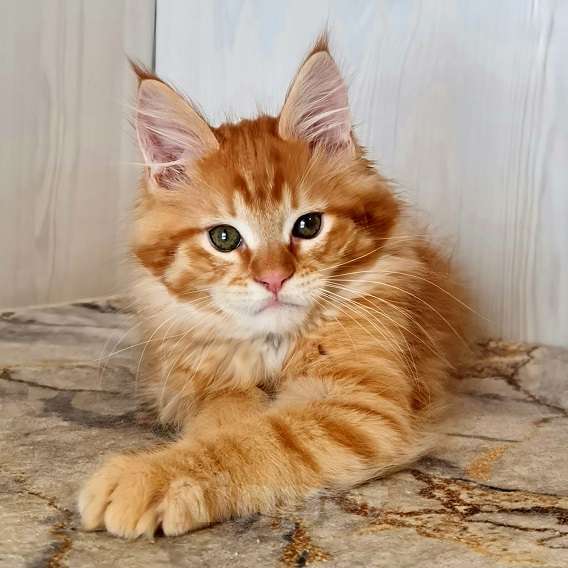 Кошки в других городах Ярославской области: Котята Мейн кун Мальчик, Бесплатно - фото 2