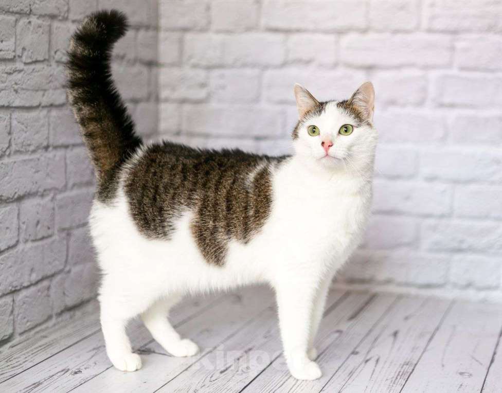 Кошки в Люберцах: Чуда ждет вас — лапочка Лапа ищет свой дом! Девочка, Бесплатно - фото 6