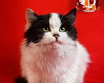 Кошки в Москве: Шикарный пушистый 5 мес котик Тимоша ищет семью! Мальчик, Бесплатно - фото 7
