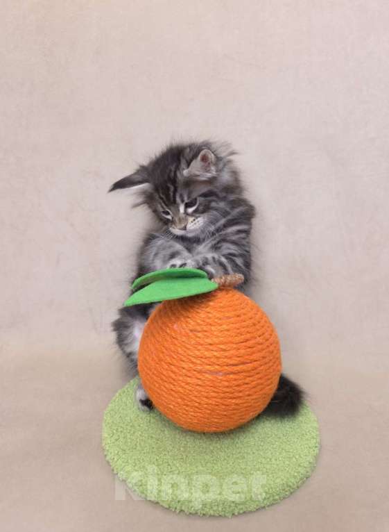 Кошки в Москве: Мальчик помет С Мальчик, 65 000 руб. - фото 8