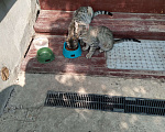 Кошки в Домодедово: Отдам в добрые руки котят Мальчик, Бесплатно - фото 3