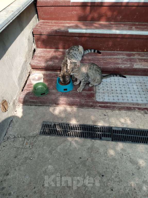 Кошки в Домодедово: Отдам в добрые руки котят Мальчик, Бесплатно - фото 3