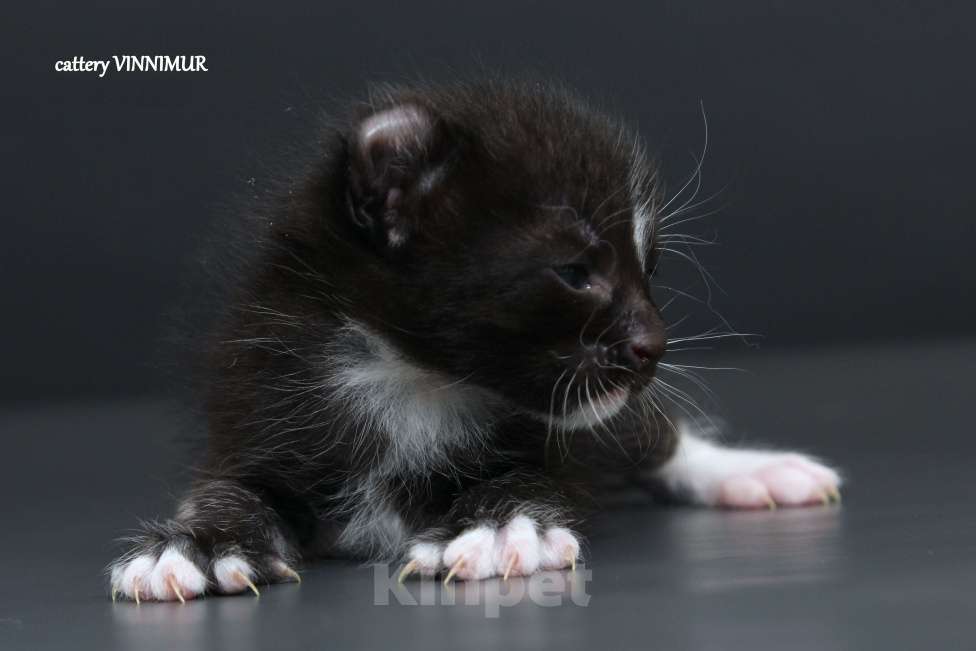 Кошки в Санкт-Петербурге: Американский керл Мальчик, Бесплатно - фото 2