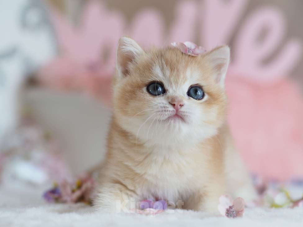 Кошки в Москве: Британская девочка Шелби Девочка, 150 000 руб. - фото 6