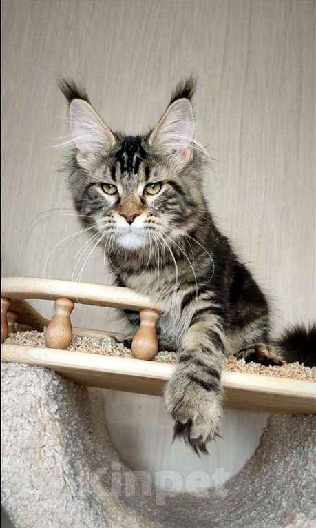 Кошки в Перми:  мейн-кун полидакт ‼️ Девочка, 30 000 руб. - фото 1