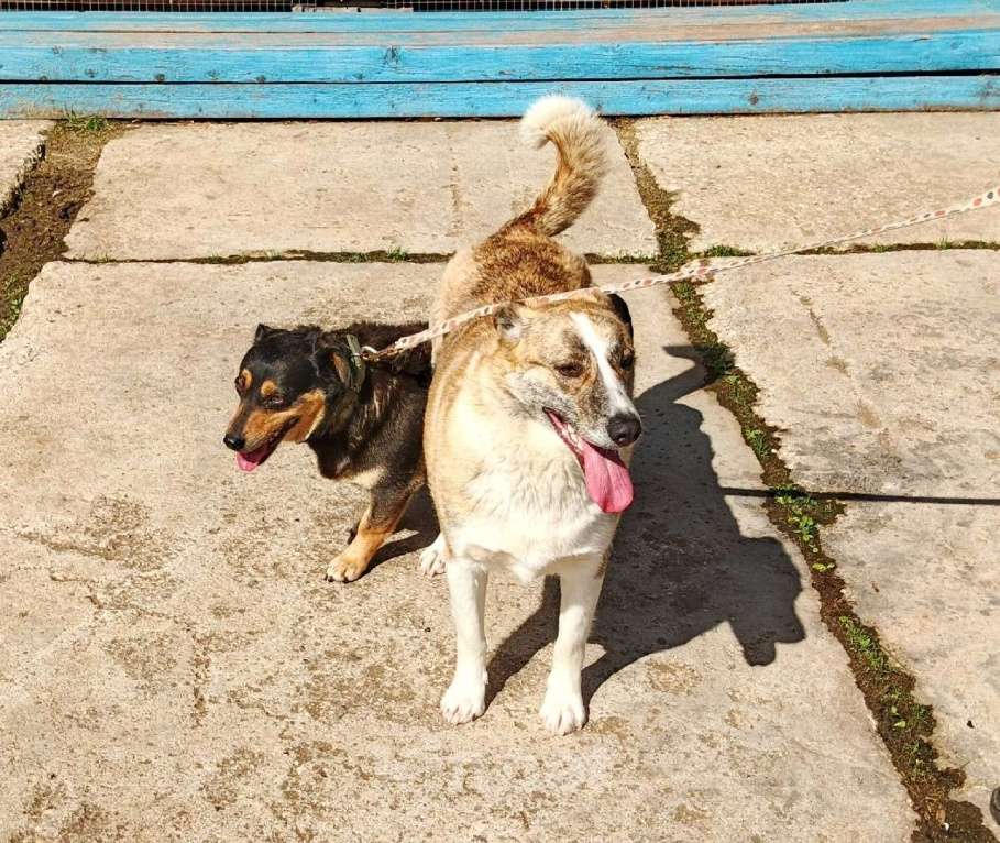 Собаки в Москве: Мега ласковая собака Тигруша в поисках своей семьи Девочка, Бесплатно - фото 3