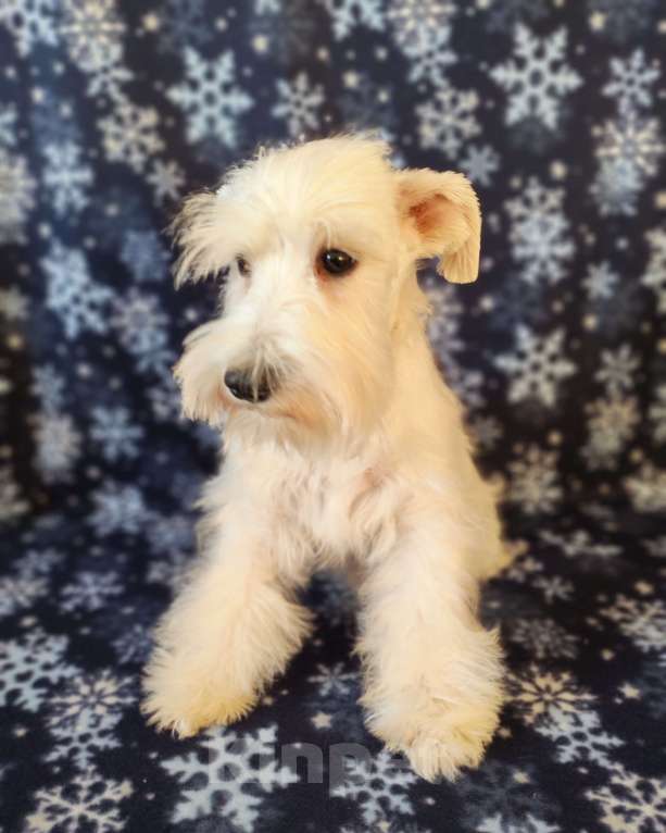Собаки в Воронеже: Белая девочка цвергшнауцера Девочка, 60 000 руб. - фото 3