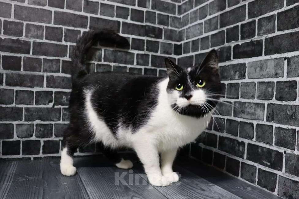 Кошки в Москве: Привет, я Том Мальчик, Бесплатно - фото 3