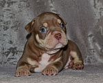 Собаки в Москве: Щенки Американский булли Мальчик, 80 000 руб. - фото 1