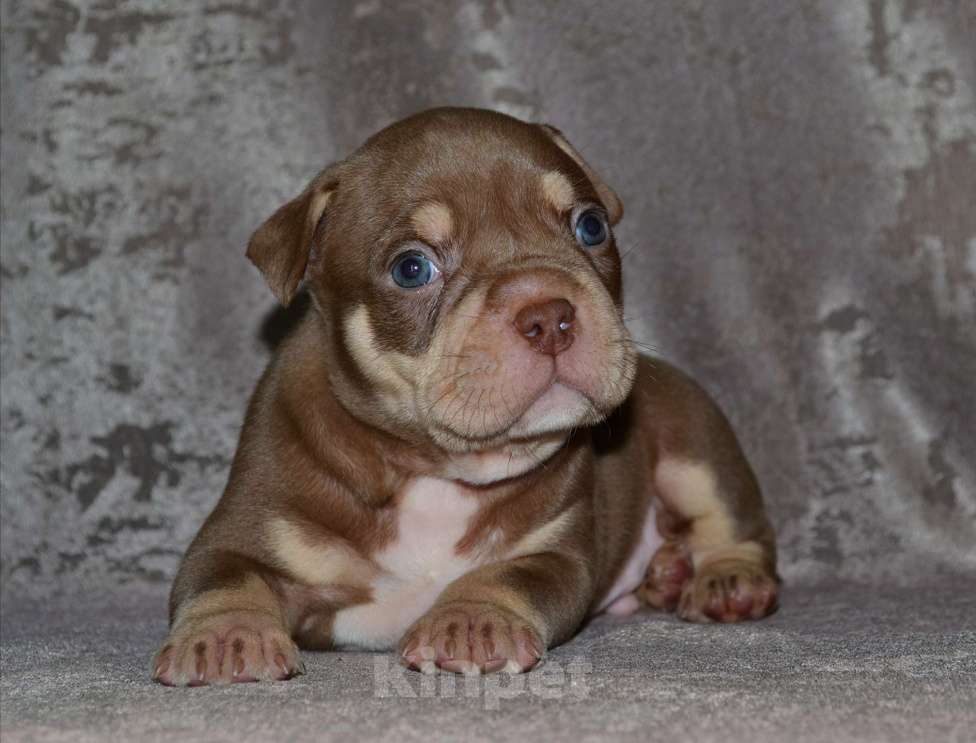 Собаки в Москве: Щенки Американский булли Мальчик, 80 000 руб. - фото 1