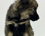Собаки в Химках: Микки щенок 3 мес в добрые руки  Мальчик, Бесплатно - фото 2