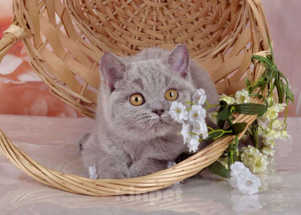 Кошки в Санкт-Петербурге: Британская милашка - сладкая мордашка Девочка, 50 000 руб. - фото 7