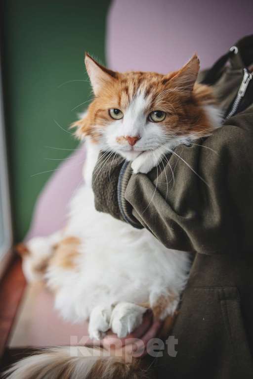 Кошки в Москве: Ласковый любопытный котик Алисий ищет дом Мальчик, Бесплатно - фото 2