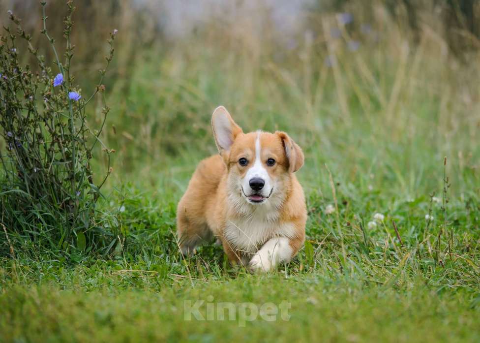 Собаки в Фрязино: Щенок корги, мальчик Мальчик, 65 000 руб. - фото 6