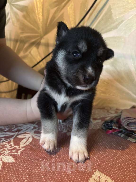 Собаки в Ярославле: Хаски щенки  Мальчик, 7 500 руб. - фото 4