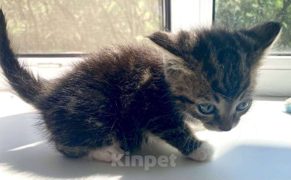 Кошки в Благовещенске: Котенок мальчик 1-1,5 месяца Мальчик, Бесплатно - фото 3