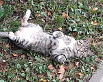 Кошки в Санкт-Петербурге: Бывшедомашний кот ищет дом! Мальчик, Бесплатно - фото 4