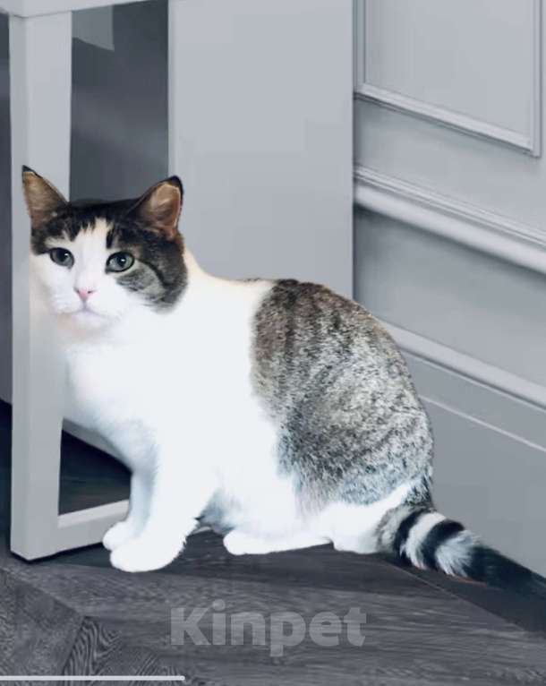 Кошки в Санкт-Петербурге: Никто не замечает кошечку Плюшу!  Девочка, Бесплатно - фото 3