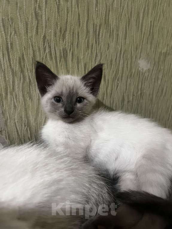 Кошки в других городах Воронежской области: Котята Девочка, Бесплатно - фото 9