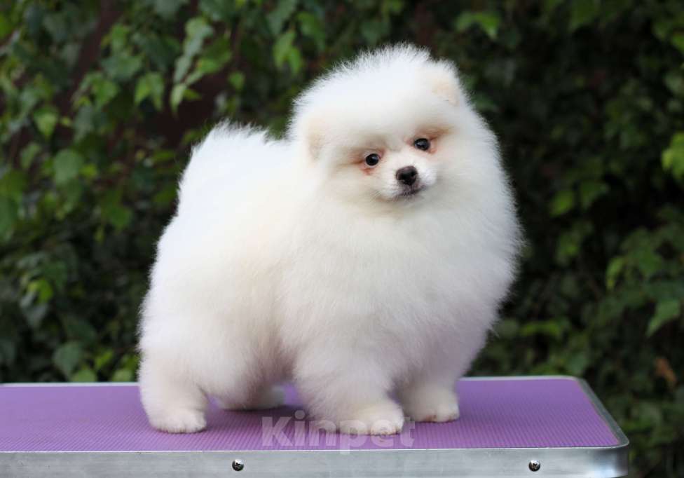 Собаки в Москве: Щенки померанского и малого шпица Девочка, Бесплатно - фото 8