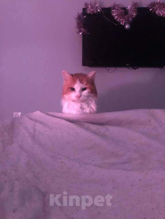 Кошки в Самаре: Найден кот Мальчик, Бесплатно - фото 1