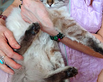 Кошки в Краснодаре: Котята Невская Маскарадная Color Point Blue Point Колор Поинт Пушистые Девочка, 37 000 руб. - фото 9