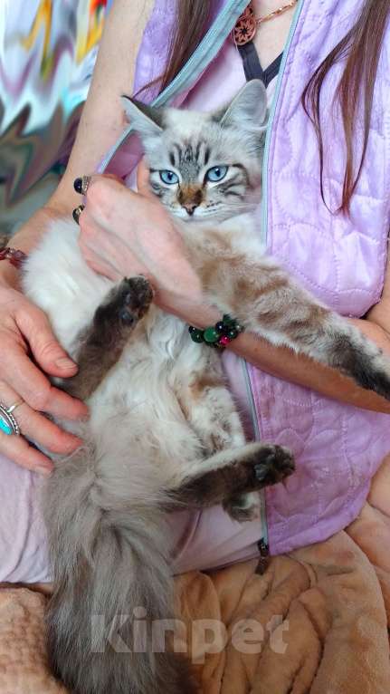 Кошки в Краснодаре: Котята Невская Маскарадная Color Point Blue Point Колор Поинт Пушистые Девочка, 37 000 руб. - фото 9
