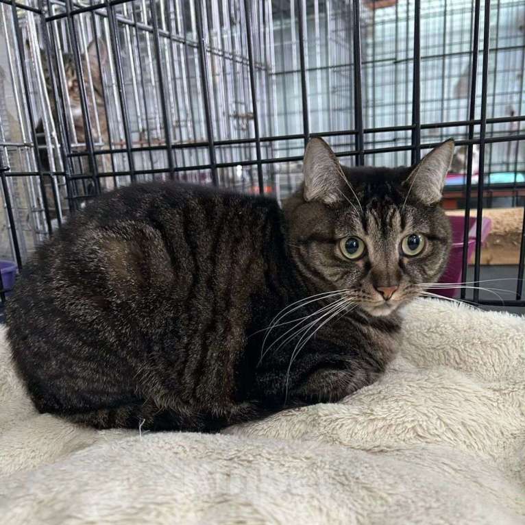 Кошки в Москве: Медуша живет в клетке 4 года Мальчик, Бесплатно - фото 5