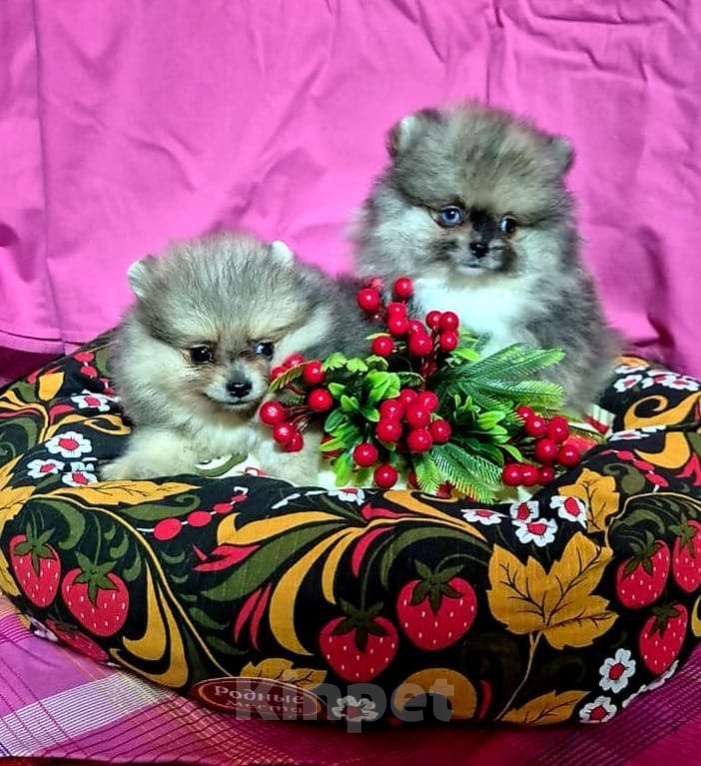Собаки в других городах Московской области: Померанский шпиц мраморный окрас Мальчик, 30 000 руб. - фото 4