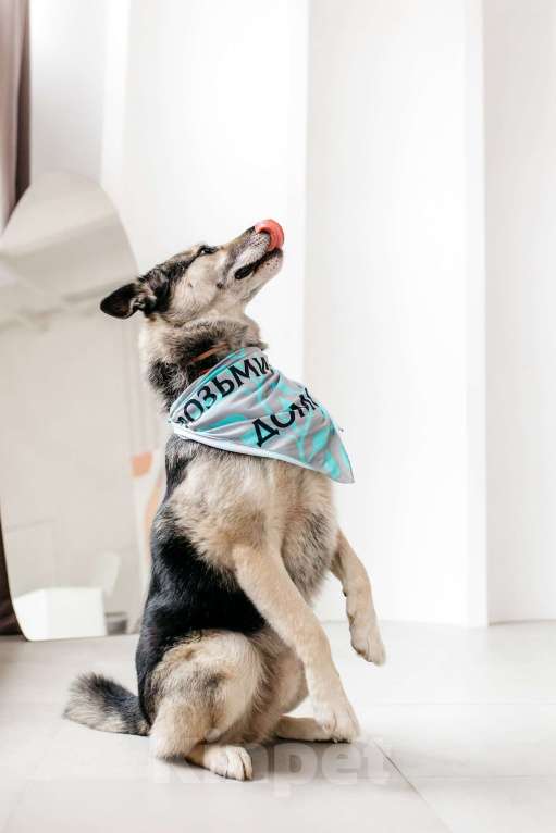 Собаки в Москве: Сложные времена порождают сильных. Суровые условия порождают выносливых. Мальчик, Бесплатно - фото 7