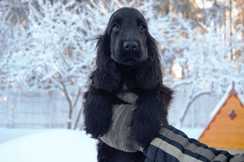 Объявление: Английский кокер спаниеля щенок, 40 000 руб., Зеленоград